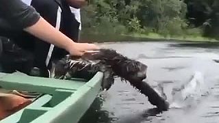 Leňochod si užíva jazdu v člne
