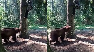 No lez rýchlejšie, lebo ťa ten medveď dočiahne!
