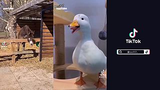 Somár VS gunár