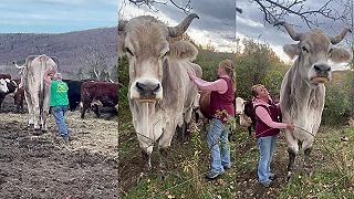 Vôl Tommy je v kohútiku vysoký 182 cm a váži viac ako 1300 kg