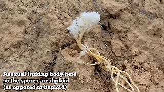 Cordyceps, huba so zázračnými účinkami, ktorá zabíja hmyz