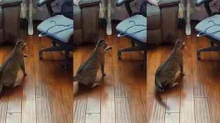 Mačka bojuje proti zlému vešiaku