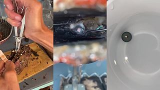 Opatrná extrakcia perly z morskej mušle