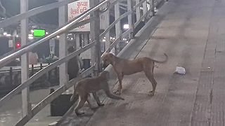 Psa si zobrali „do parády“ dve opice (India)