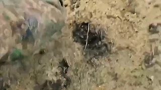 Vojáci běloruského pluku Kalinouskeho nasypavaji okupantům z Browningu. Guľomet