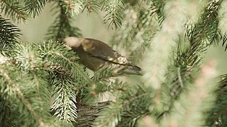 Odkaz (prírodopisný dokument)