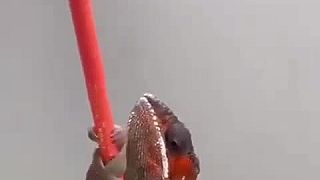 Chameleón VS farebná trať