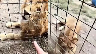 Pchať levov do nosa prst?