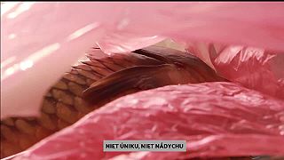 Vianočné kapry