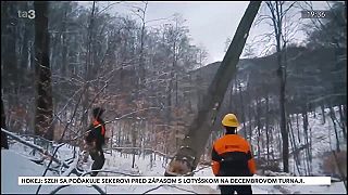 Zdravý les. Lesníctvo a školstvo, vzdelávanie