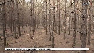 Zdravý les. Zalesnenie, zdevastovaných plôch, erózia pôdy. Pôdoochranná funkcia