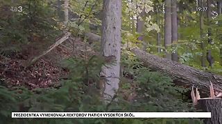 Zdravý les. Vývoj a história lesníctva. Plán staroslivosti o les. Zásoba dreva