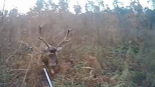 Kdesi v Poľsku na poľovačke