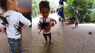 Dievčatko má dvoch miláčikov - obrovské tarantuly