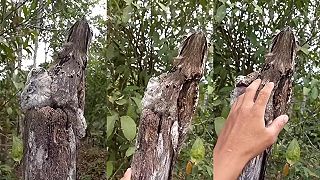 Okamžite nás nechaj, my sme drevo! (Krátkonôžka sovia)