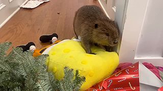 Keď sa zachránený bobor snaží na Vianoce postavať hrádzu
