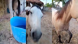 Brazílčan má doma koňa, ktorý sa vie jašiť ako pes