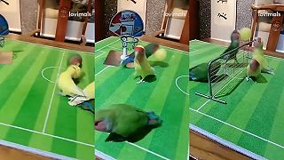Papagáje radi hrajú proti sebe loptové hry