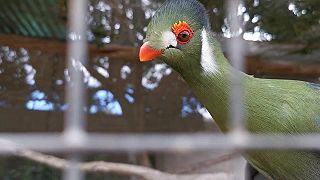 Exotický vták Turako bielolíci v kontaktnej zoo v Los Cristianos (Tenerife)