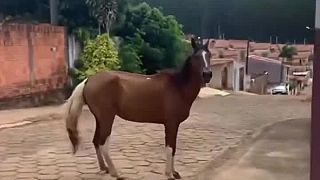 Chlap dokáže dokonale napodobniť erdžanie koňa