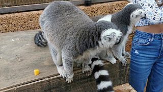 Lemury kata v kontaktnej zoo v Los Cristianos