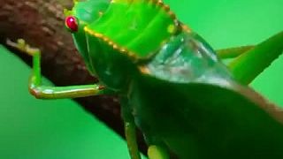 Malú opičku fascinovala obrovská zelená kobylka