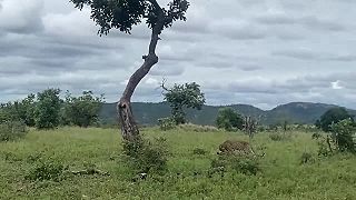 Jedinečné zábery z útoku leoparda (Krugerov národný park)