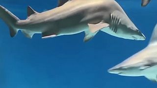 Aj žraloky môžu mať skoliózu