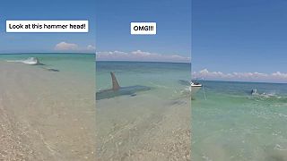Žralok kladivohlavý loví druhého žraloka v plytkej vode