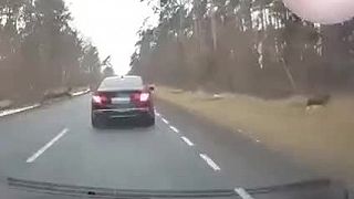 Nevedel dobrzdiť, pred auto mu totiž skočilo ..