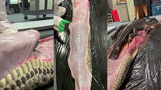 video Invazívnym barmským pytónom sa na Floride darí, redukujú populáciu aligátorov