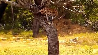 video Leopard sa musel pred divými sviňami vyškriabať na strom, uchmatol si však snack