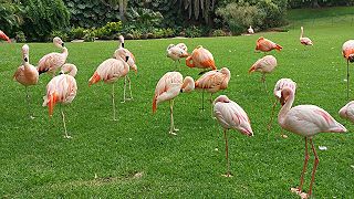 Plameniaky Loro parque Tenerife