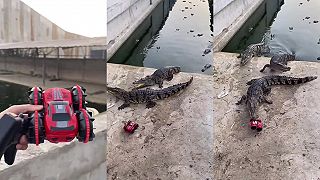 Autíčko VS krokodíl