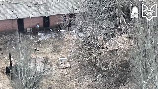 Da Vinciho vlci