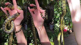 Aký krásny had!