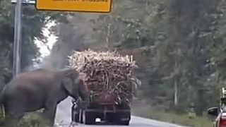 Sloní výpalníci v Kambodži zastavujú nákladiaky, ktoré vezú cukrovú trstinu