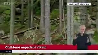 Bezprecedentný útok vlka na človeka. Česko