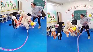 Čínska škola pre cirkusových psov