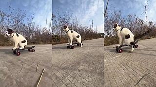 Tony Cat Pro Skater