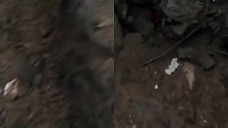 Čistenie zákopov pri Bachmute od invázneho druhu