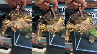 Dvojnásobná korytnačka