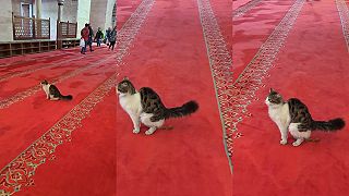 Medzičasom v Süleymanovej mešite - jednom z najsvätejších miest Istanbulu
