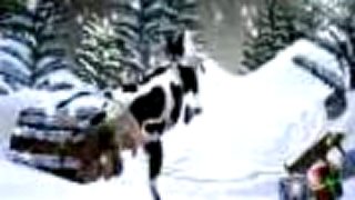 Crazy cow 3 - Jingle muh