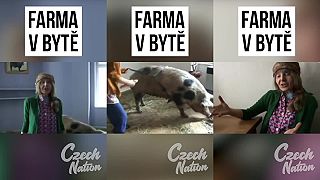 Pracujem z homeoffice (Farma v byte)