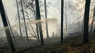 O budúcnosti lesov v Českej televízii – na Slovensku nevídaný postoj k lesníkom