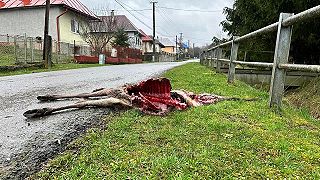 Hostovice: Vlci roztrhali jelenicu v dedine pre obecným úradom