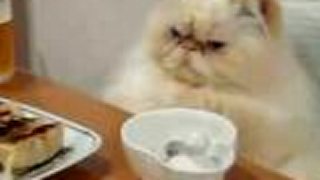 4chan útočí gif video