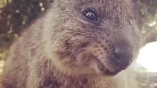 Cute Funny Quokka