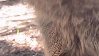 Cute Funny Quokka